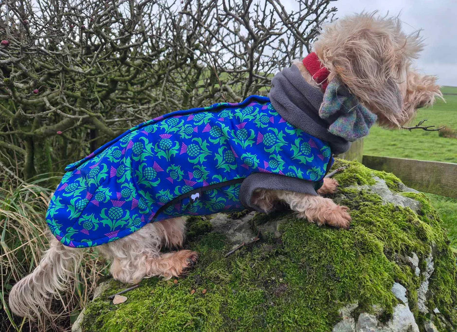 Glenndarcy Thistle McTog - Microfleece Waterproof Dog Coat-Blue Poppers